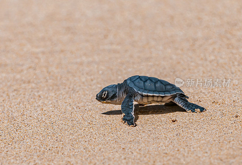 绿海龟(Chelonia mydas)，也被称为绿海龟，黑(海)海龟或太平洋绿海龟。厄瓜多尔;加拉帕戈斯群岛;加拉帕戈斯群岛国家公园。蓬塔鸬鹚，佛罗里达州。一只刚孵化的小海龟在海滩上跳入水中